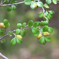 Diospyros nummulariifolia Kosterm.